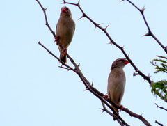 Quelea quelea lathamii