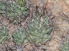 Coryphantha macromeris macromeris