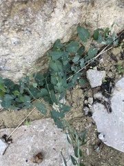 Aristolochia baetica