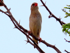 Quelea quelea lathamii