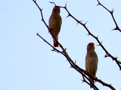 Quelea quelea lathamii