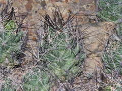 Coryphantha macromeris macromeris