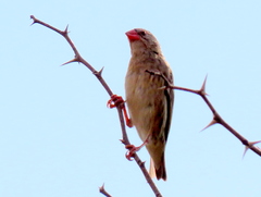 Quelea quelea lathamii