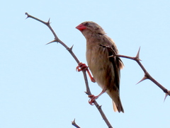 Quelea quelea lathamii