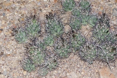 Coryphantha macromeris macromeris