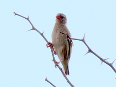 Quelea quelea lathamii