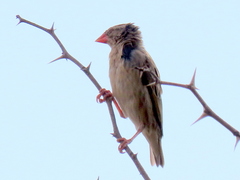 Quelea quelea lathamii