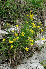 Genista sagittalis