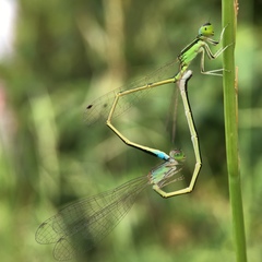 Ischnura asiatica