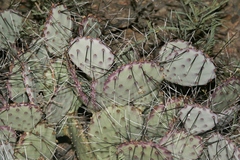Opuntia azurea