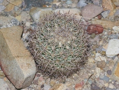 Echinomastus warnockii