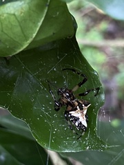 Verrucosa