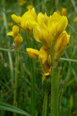 Genista sagittalis