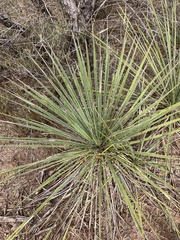 Yucca campestris