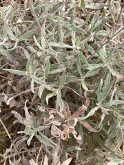 Oenothera cinerea