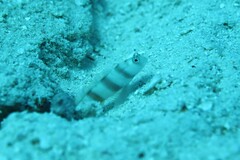 Amblyeleotris steinitzi