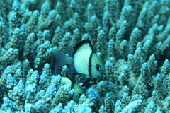 Dascyllus reticulatus