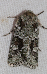 Lacinipolia laudabilis