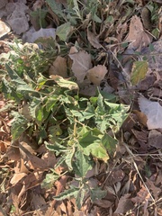 Sphaeralcea hastulata