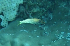 Halichoeres hortulanus