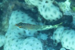 Halichoeres hortulanus