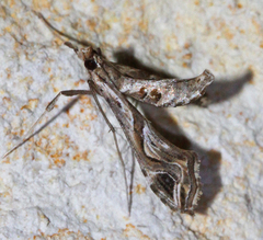 Lineodes integra