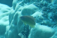 Pomacentrus bankanensis