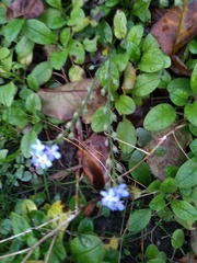 Myosotis sylvatica