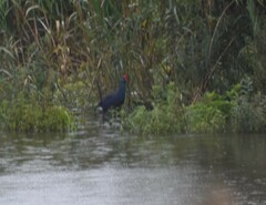 Porphyrio porphyrio