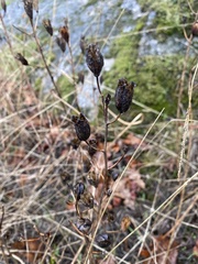 Camassia leichtlinii