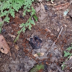 Syntermes molestus