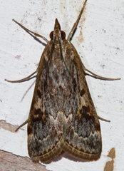 Loxostege allectalis