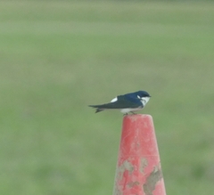 Tachycineta leucopyga