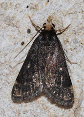 Loxostegopsis merrickalis