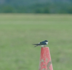 Tachycineta leucopyga