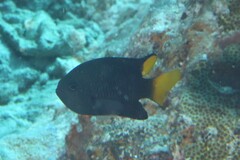 Pomacentrus philippinus