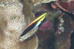 Labroides pectoralis