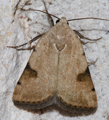 Micrathetis costiplaga