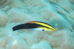 Labroides pectoralis