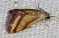 Microtheoris vibicalis