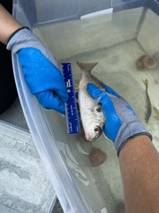 Leiostomus xanthurus