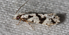 Nemapogon defectella