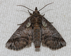 Paectes pygmaea