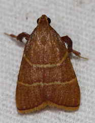 Parachma ochracealis