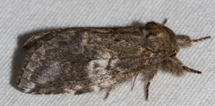 Peridea angulosa