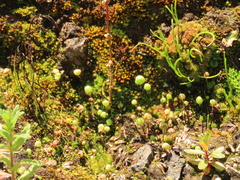 Mannia gracilis