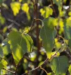 Betula cordifolia