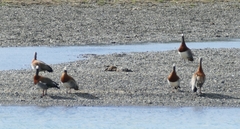 Chloephaga poliocephala