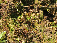 Mannia gracilis