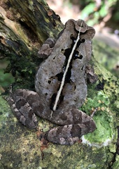 Rhinella ornata